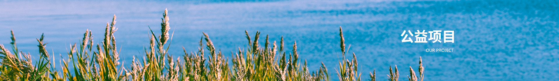 公益项目